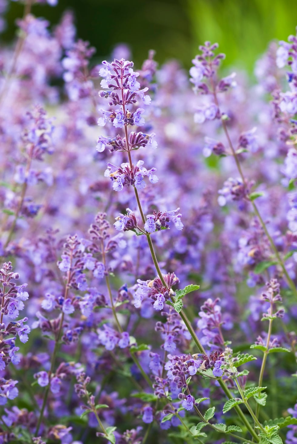 catmint catnip, nepeta racemosa 'walker's low' iv