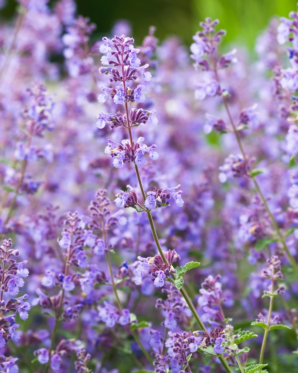 catmint  catnip, nepeta racemosa 'walker's low' iv