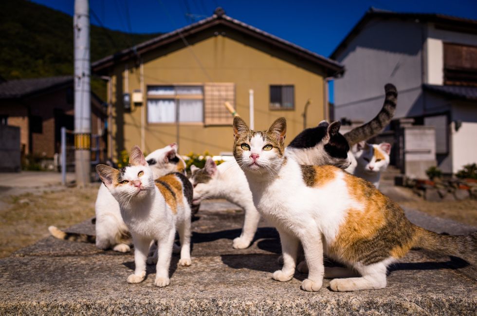 cats living in sanagi island