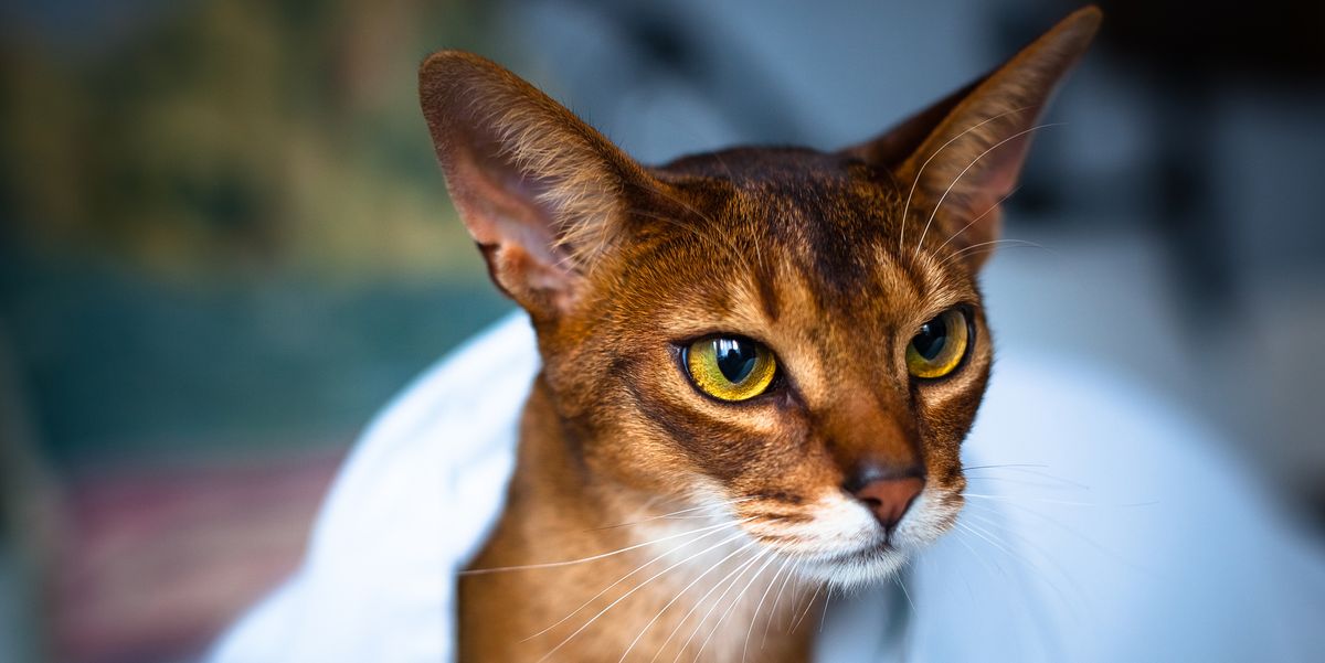cats-that-like-water_Abyssinian