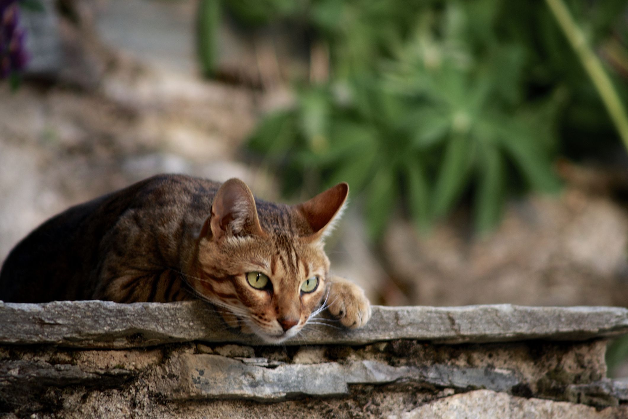 Types of cats that best sale like water