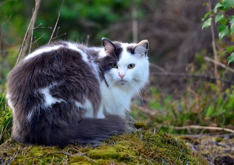 cats-that-like-water_Norwegian Forest Cat