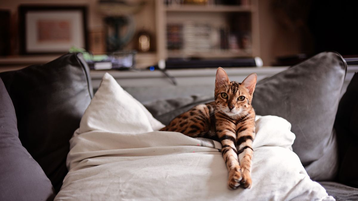 8 Cats That Look Like Tigers: Toyger Cat, Bengal Cat, and More