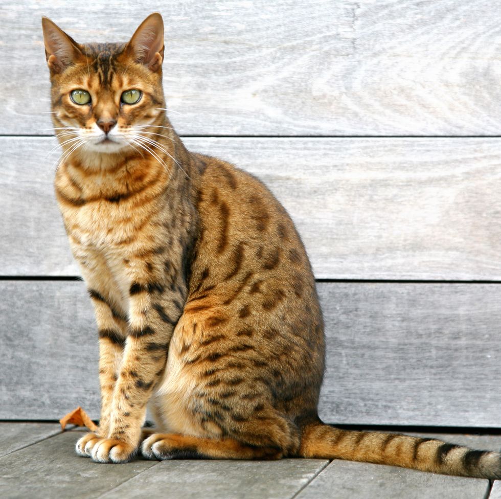 Are there domestic cats that look like tigers? - Quora