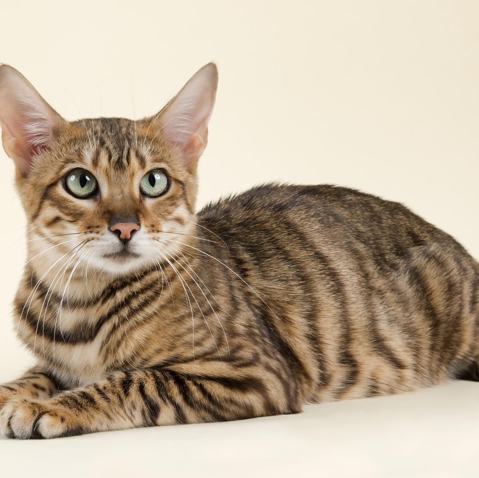 Cat Time - Tiger Cats: Is There A Domestic Tiger Cat Breed?