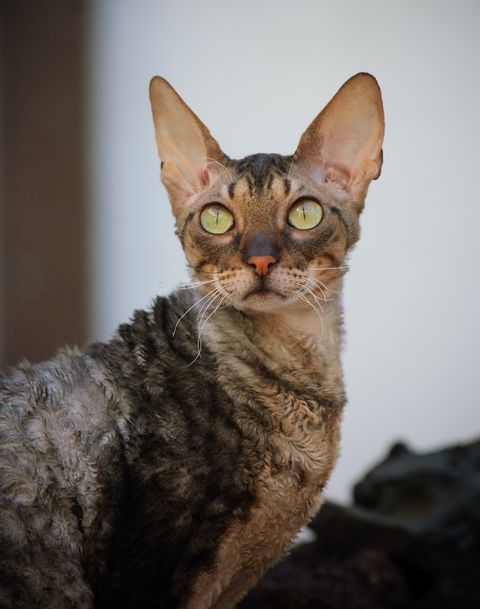 cats-that-stay-small-cornish-rex