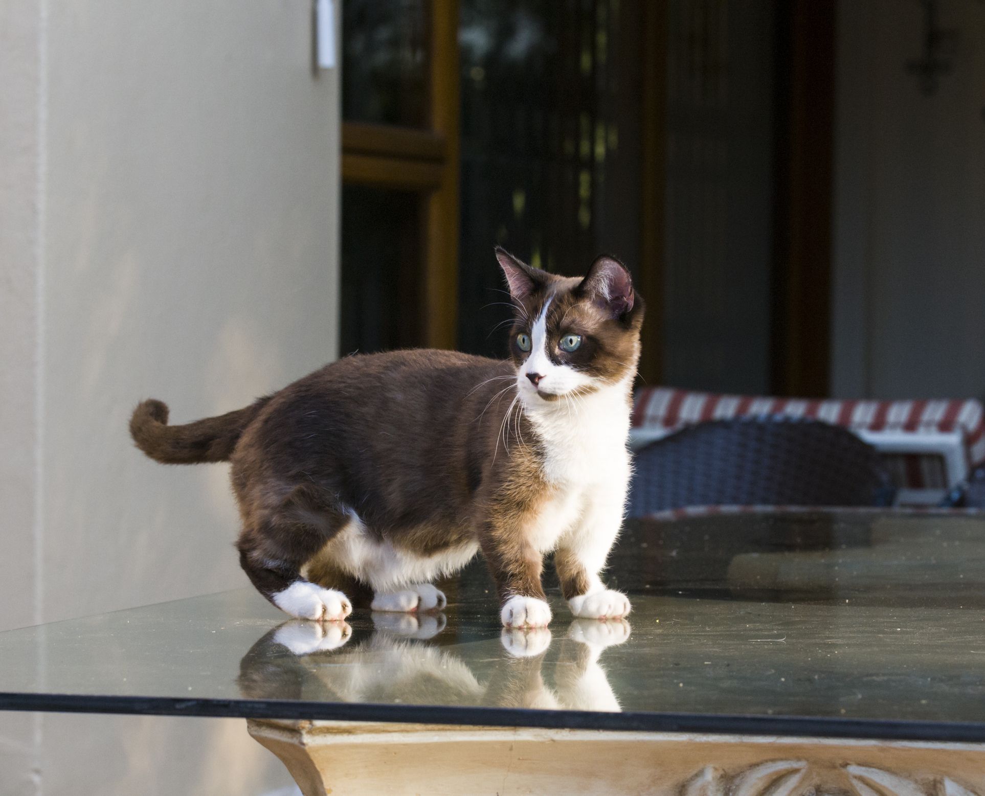 Teacup sales cat breed