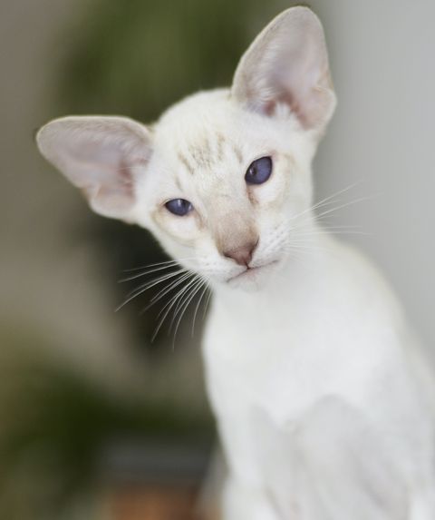 cats-that-stay-small-Oriental-shorthair