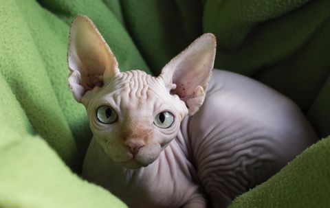 cats-that-stay-small-sphynx