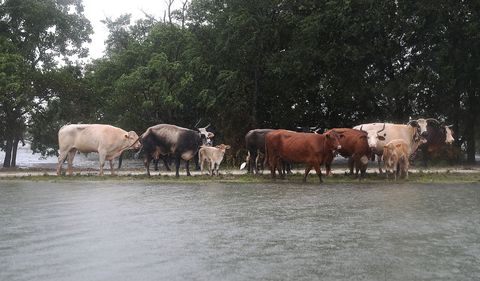 Herd, Bovine, Water, Pasture, Livestock, Rural area, Wildlife, Grazing, Herding, Cow-goat family, 