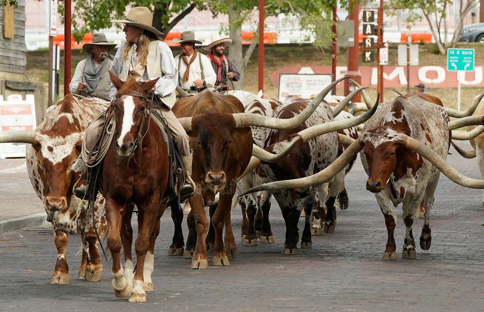 cowboys leading a cattle drive in the stockyards country living best things to do in fort worth