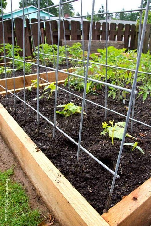 instala una valla metálica para las plantas y protege tu huerto