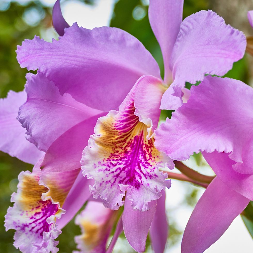 pink purple and yellow cattleya orchids