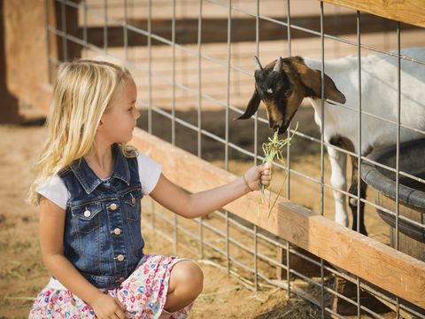 caucasian girl feeding goat on farm