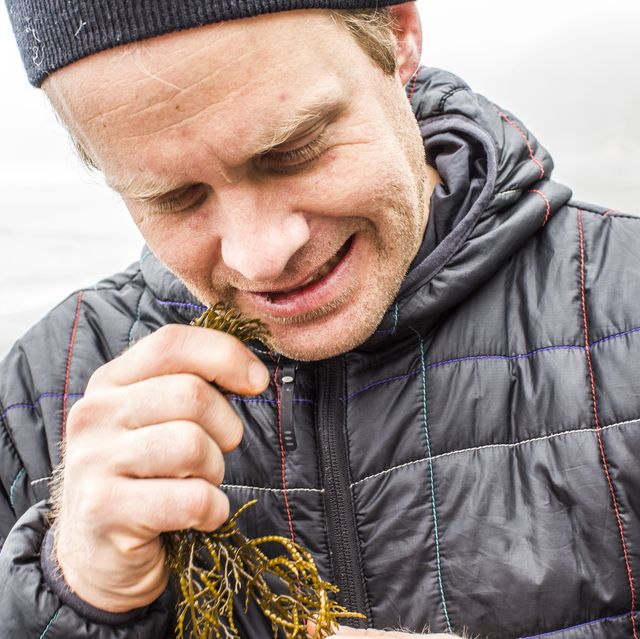 Irish Sea Moss: What Is It, Supplements, Benefits, Risks