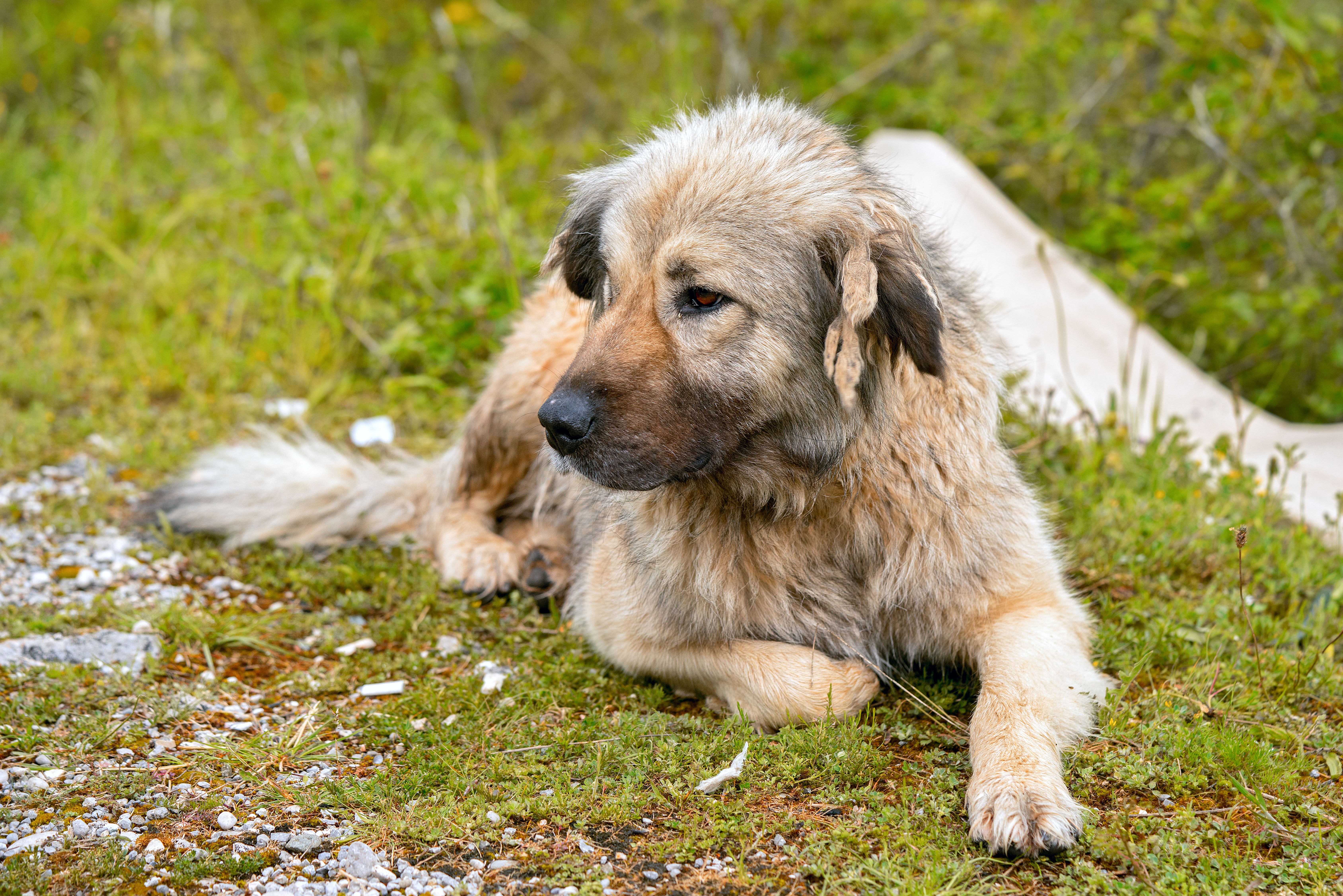 15 Best Guard Dog Breeds Protect You your Family