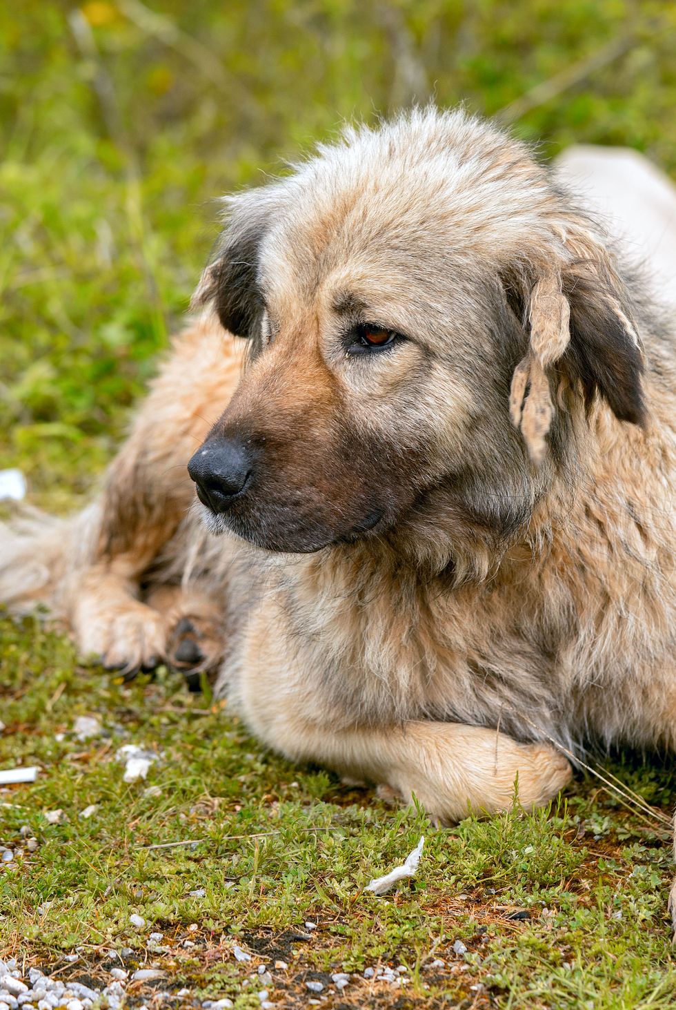 Perro pastor caucásico - Los mejores perros de guardia