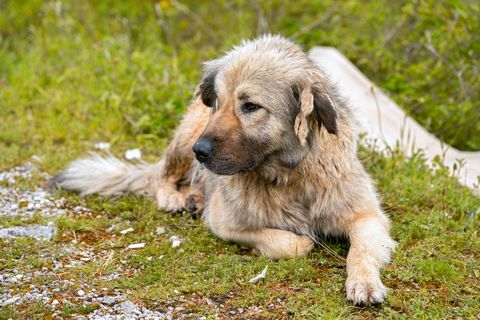 Caucasian Shepherd Dog - Best Guard Dogs