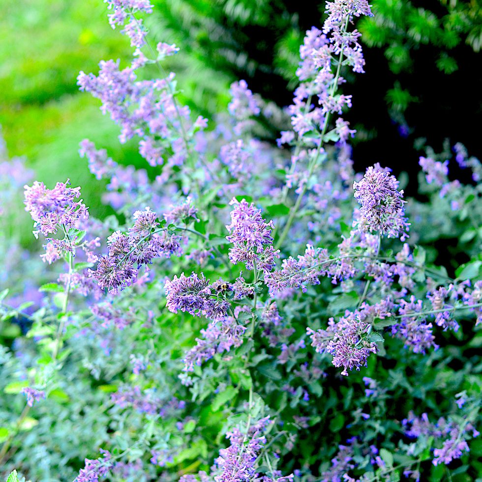 caucasus catmint