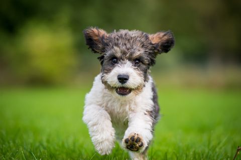 A Cavachon puppy running towards the camera