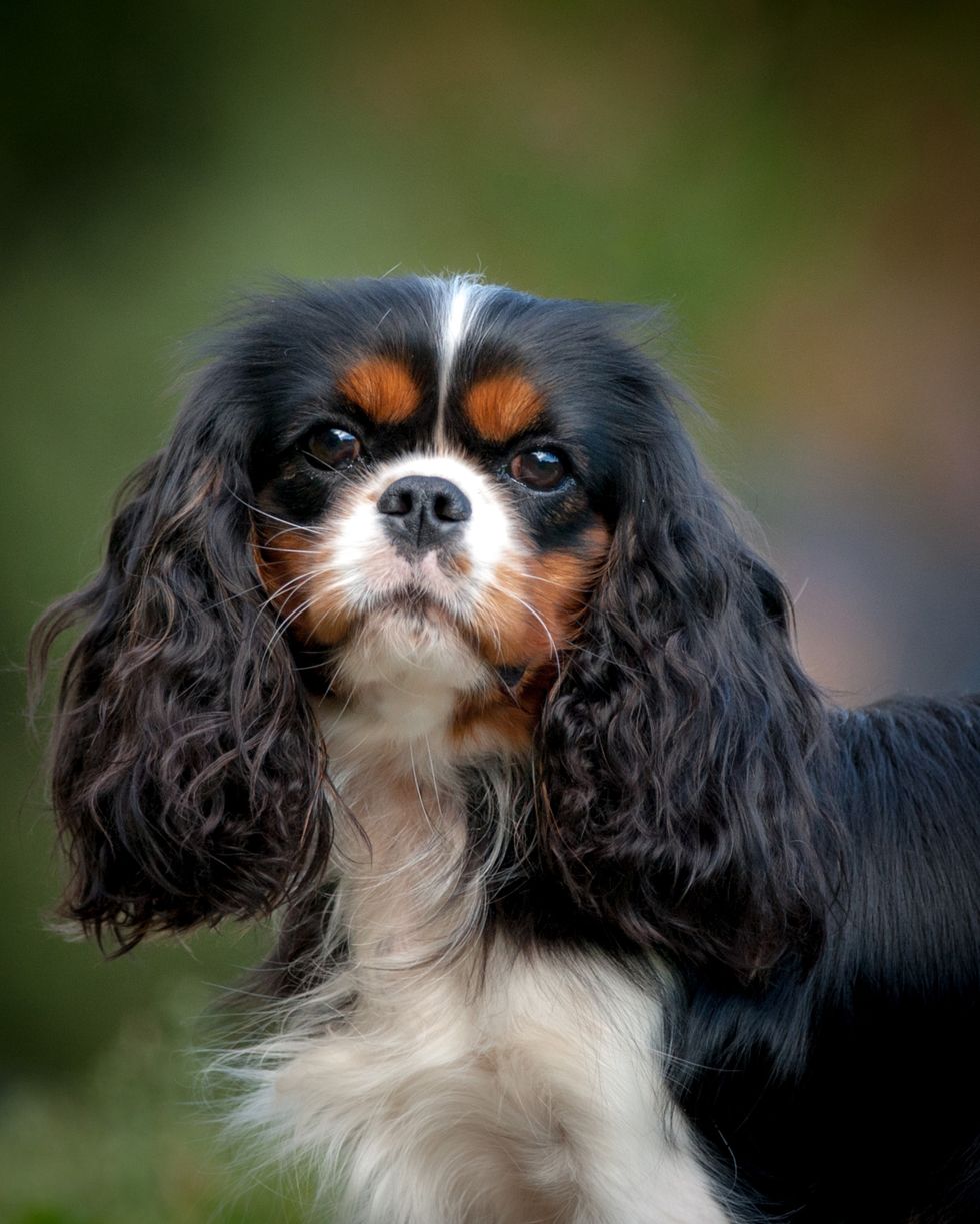 cavalier king charles spaniel young dog