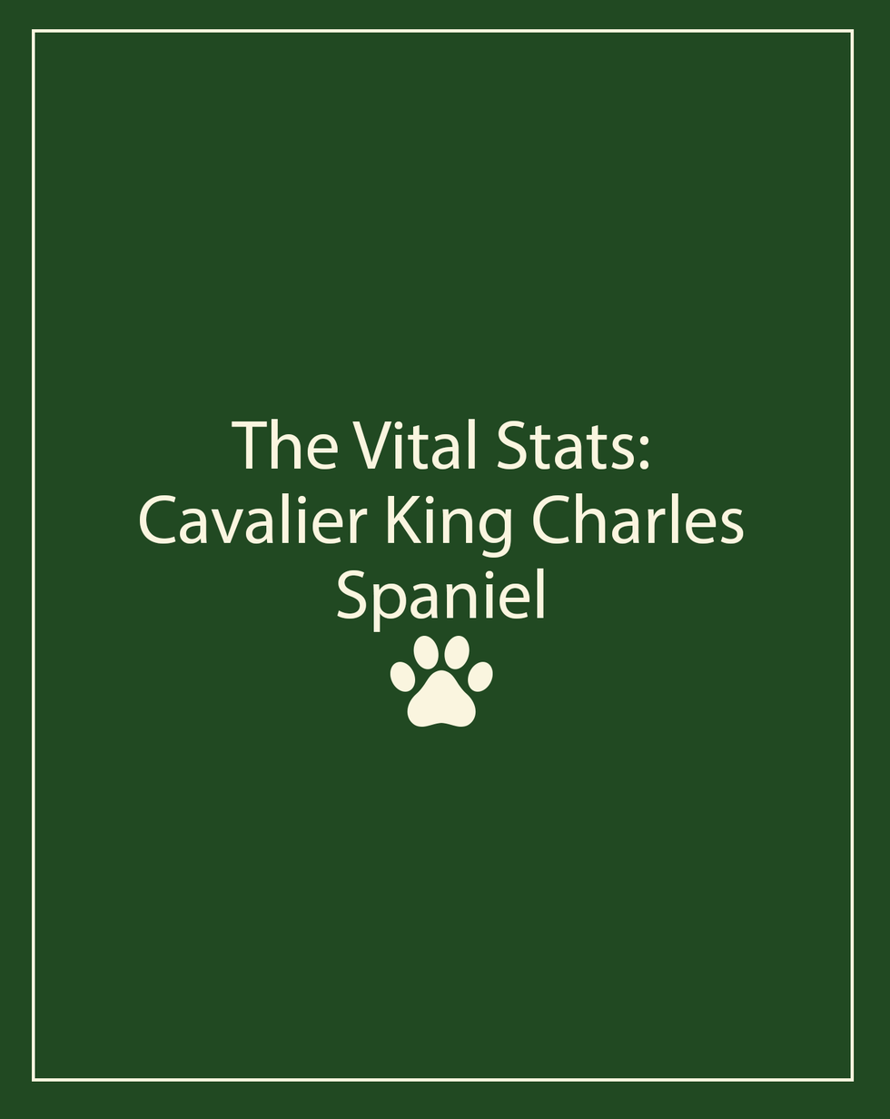 cavalier king charles spaniel