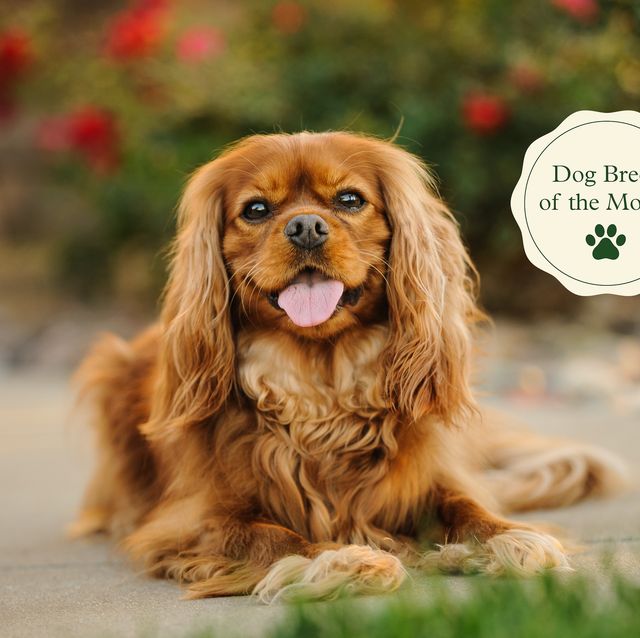 Cavalier King Charles Spaniel Dog Breed Health and Care