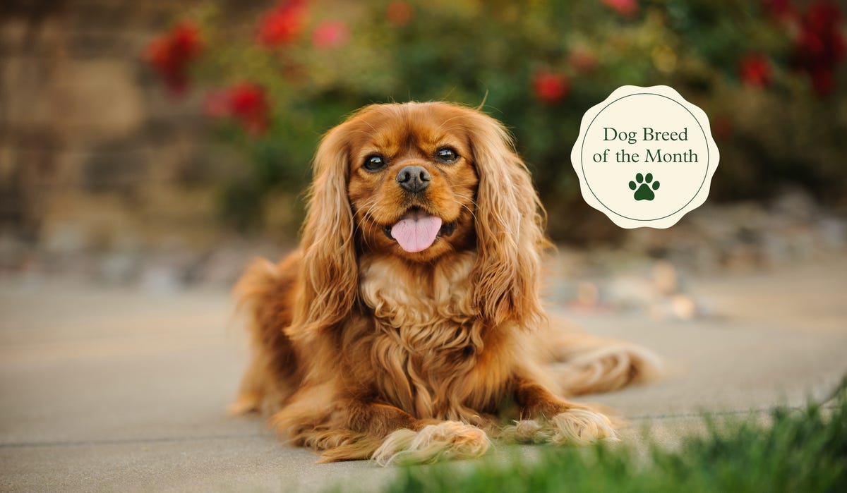 do cavalier king charles spaniels bark a lot