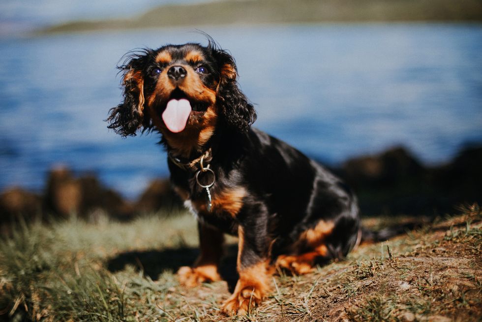 Cavalier King Charles Spaniel puppy by lake