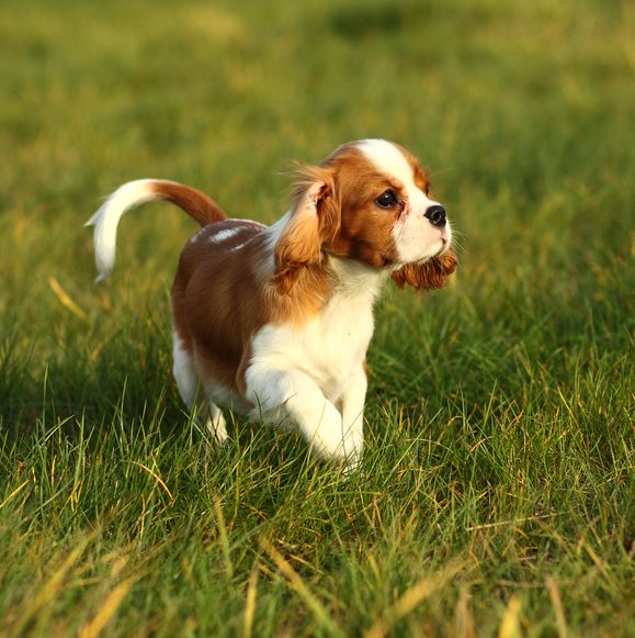 8 dog breeds most likely to carry disease causing genetic variants