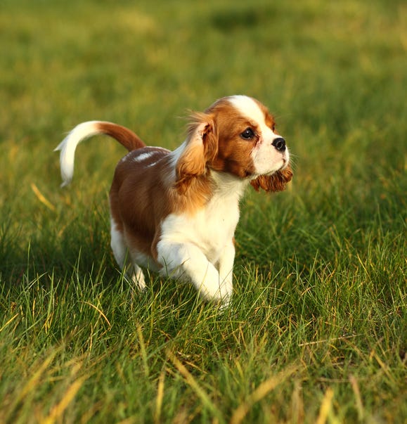 8 Best Dog Breeds For People Over 50