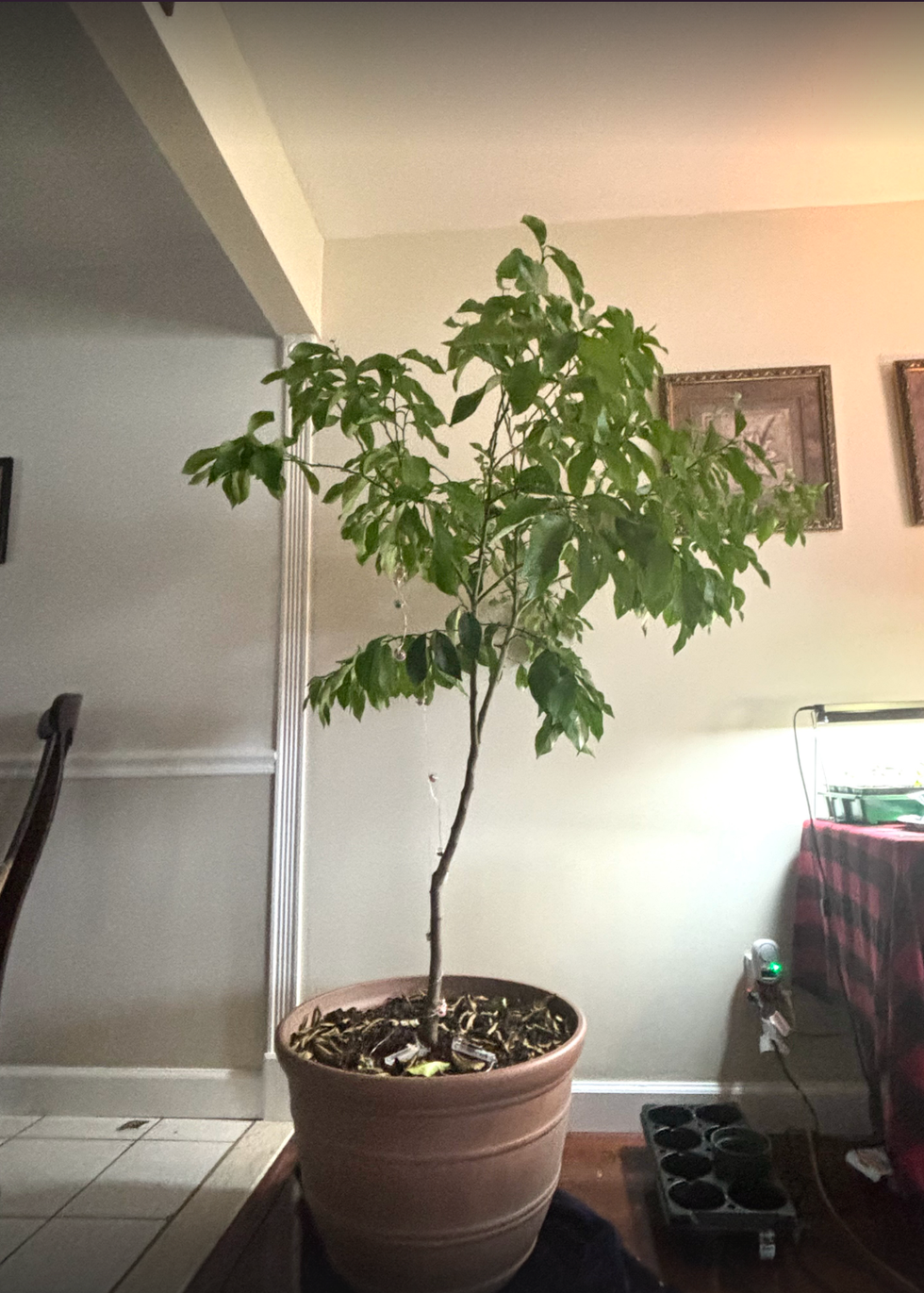 harvey lemon tree inside