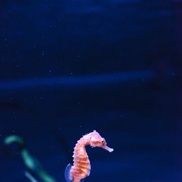cavalluccio marino curiosita foto ippocampo
