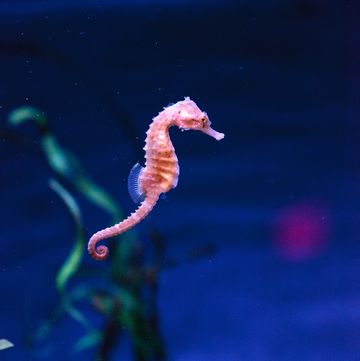 cavalluccio marino curiosita foto ippocampo