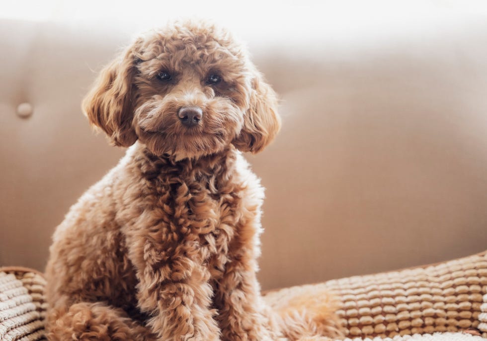 a cute little cavapoo puppy is sitting on the couch at home