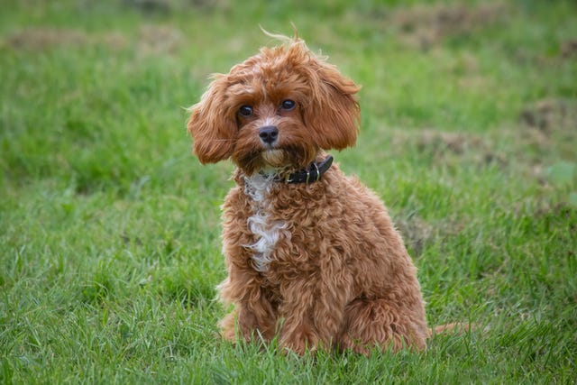 son cavapoos buenas mascotas