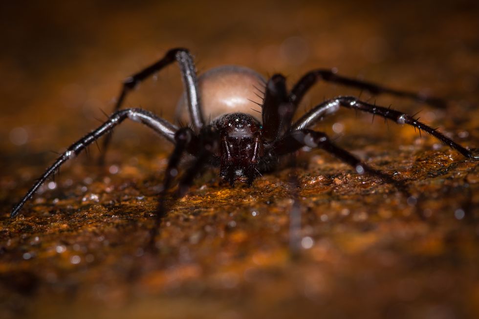 uk spiders – cave spider