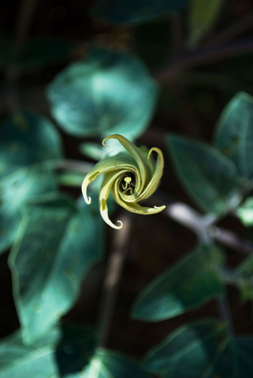 De bloem van de doornappelDatura wrightiivertoont s avonds een spiraalpatroon dat doet denken aan een speelgoedmolentje Veel onderzoekers vermoeden dat de schildering in de Pinwheel Cave de bloem van de doornappel uitbeeldt