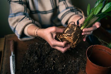 Woman planting potted plants at home