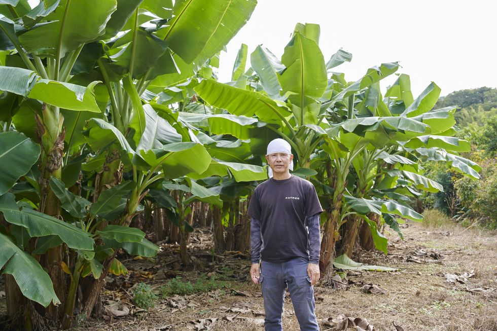 a man standing in front of a banana tree