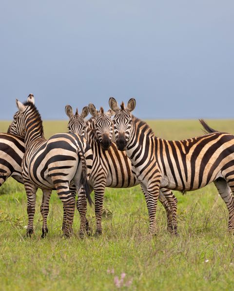 a dazzle of zebras named for the dazzling effect created when the animals run in a group graze on the lush grasses of the savannah