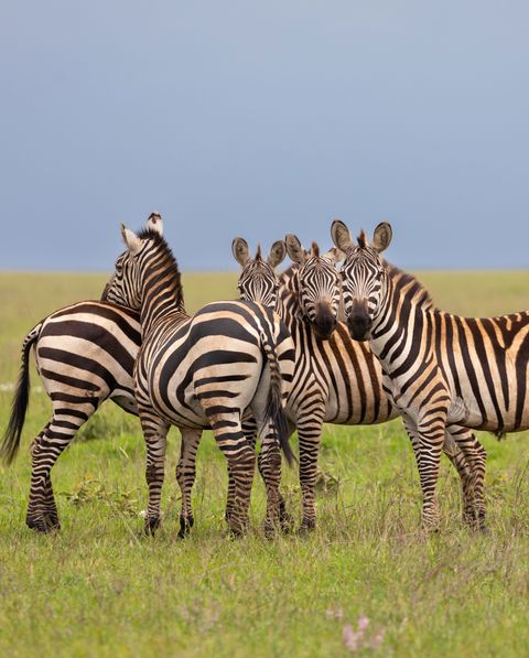 a dazzle of zebras named for the dazzling effect created when the animals run in a group graze on the lush grasses of the savannah