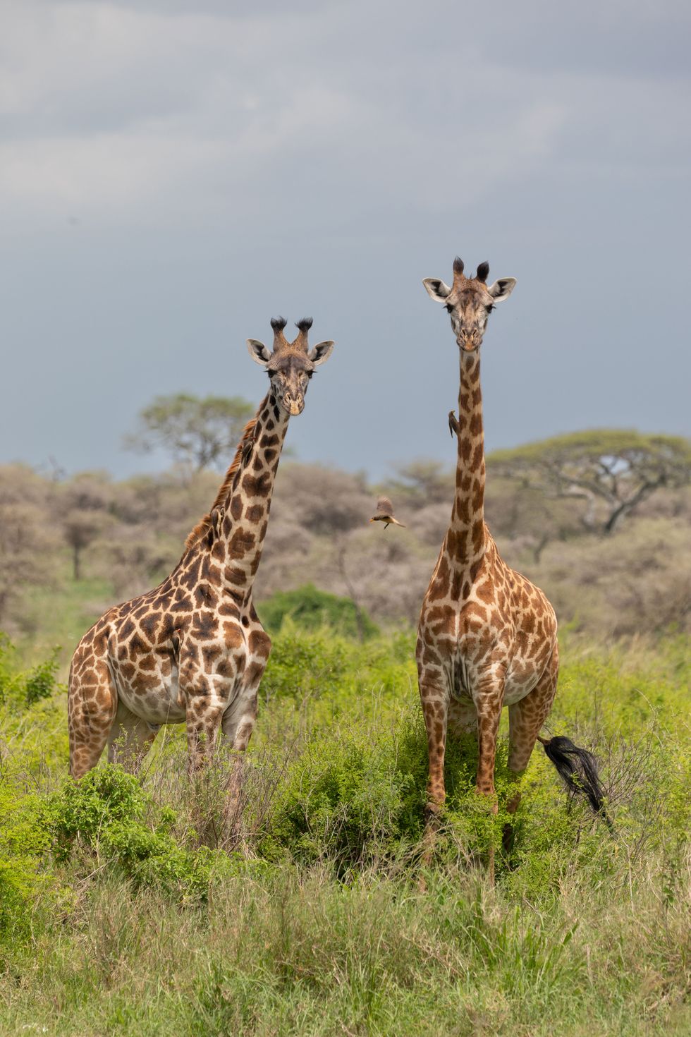 yellow billed oxpeckers flit between two giraffes