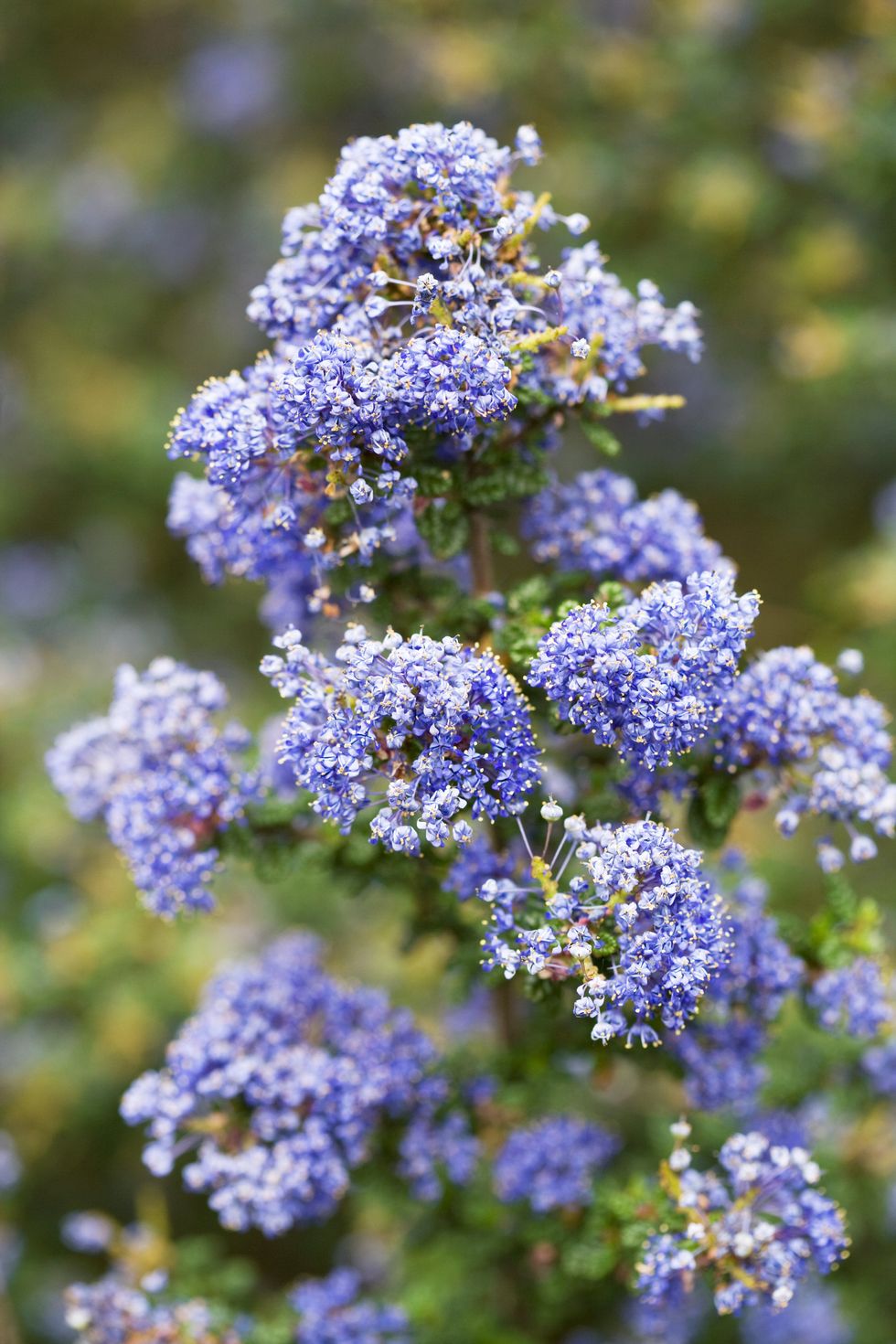 ceanothus 'dark star'