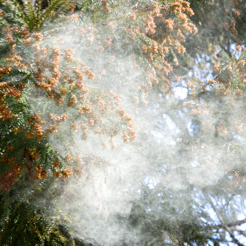 Cedar pollen