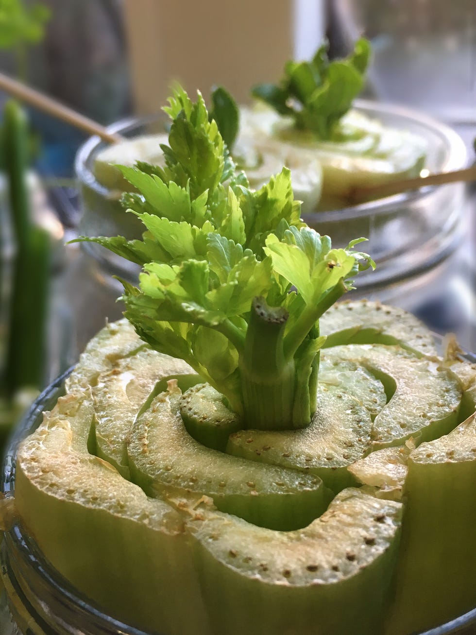 celery regrowing from stump