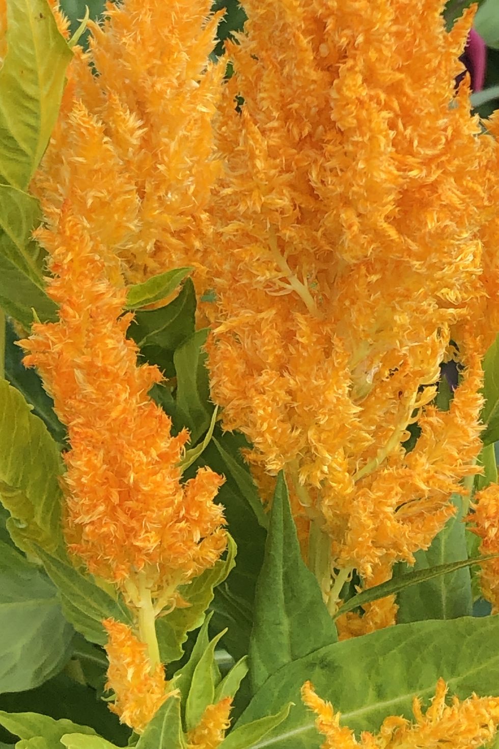 close up of yellow celosia fall flowers in an autumn garden