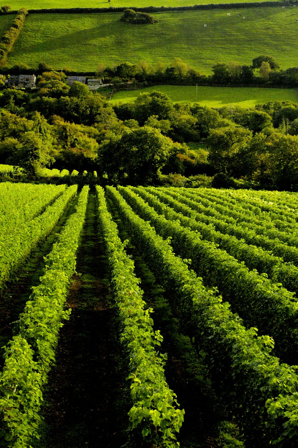 Plantation, Agriculture, Crop, Field, Cash crop, Green, Plant, Farm, Vineyard, Hill station, 