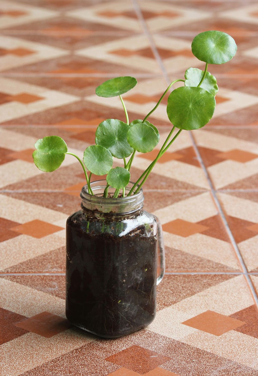 Flowerpot, Houseplant, Green, Plant, Flower, Leaf, Vase, Annual plant, Table, Glass, 