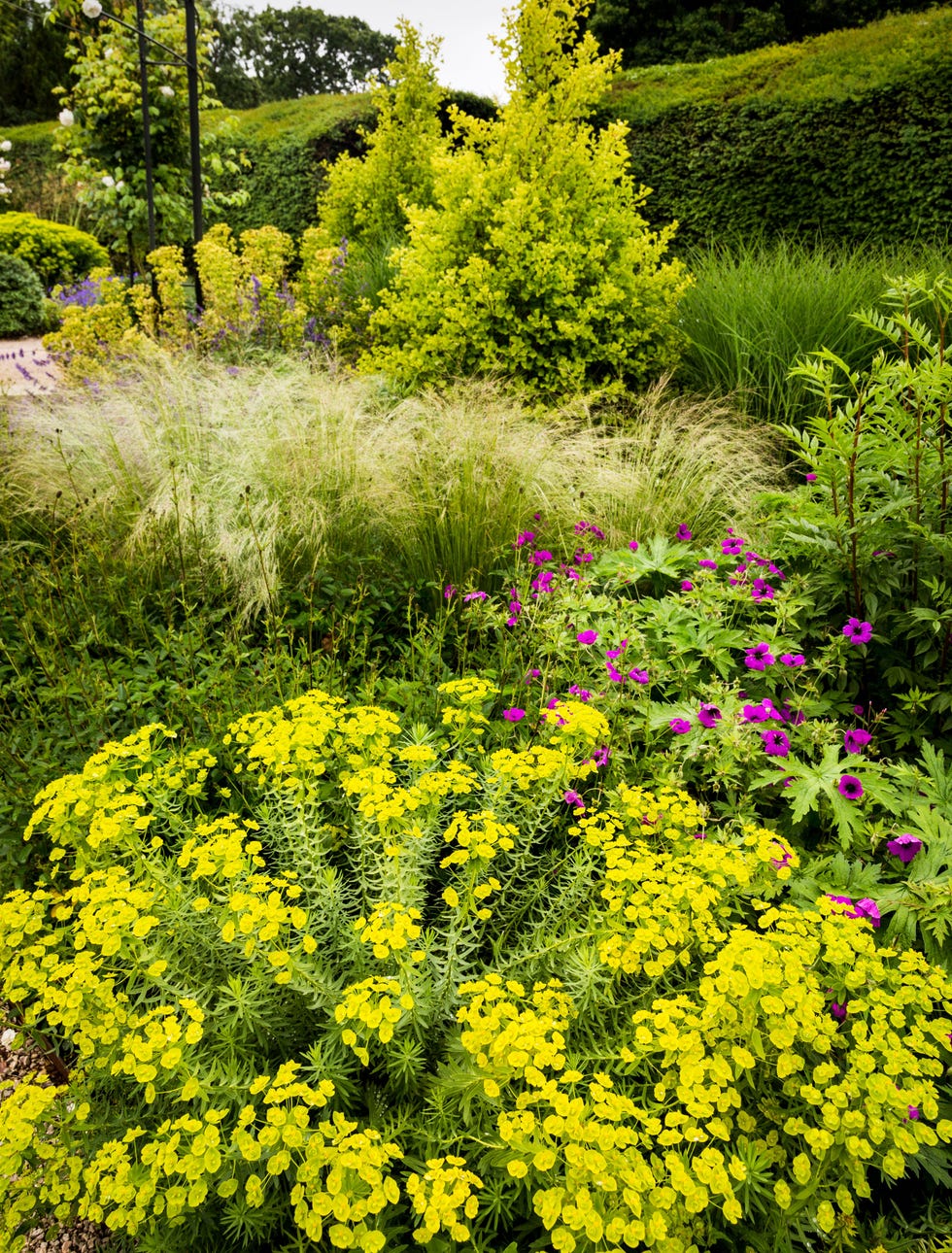 The Centenary Garden in Exbury, a secret garden hiding rhododendrons